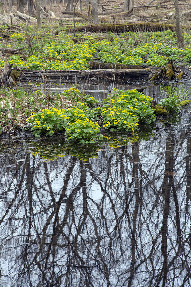 Marsh marigolds, a water-loving plant, in bloom at Greenfield Park, West Allis.