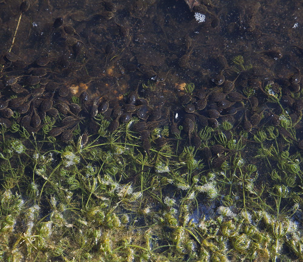 Dozens of tiny tadpoles crowd the shoreline of a pond at the Lynden Sculpture Garden, Brown Deer.