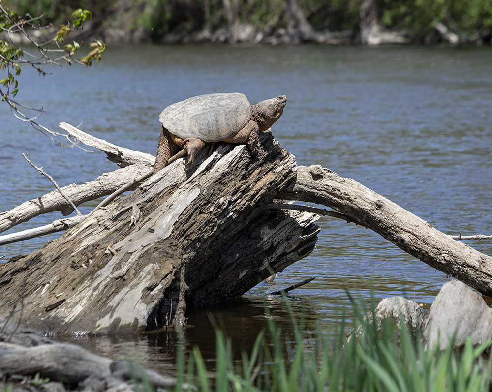 A large snapping turtle takes the sun on the Milwaukee River at Mequon-Thiensville Riverwalk in Thiensville.