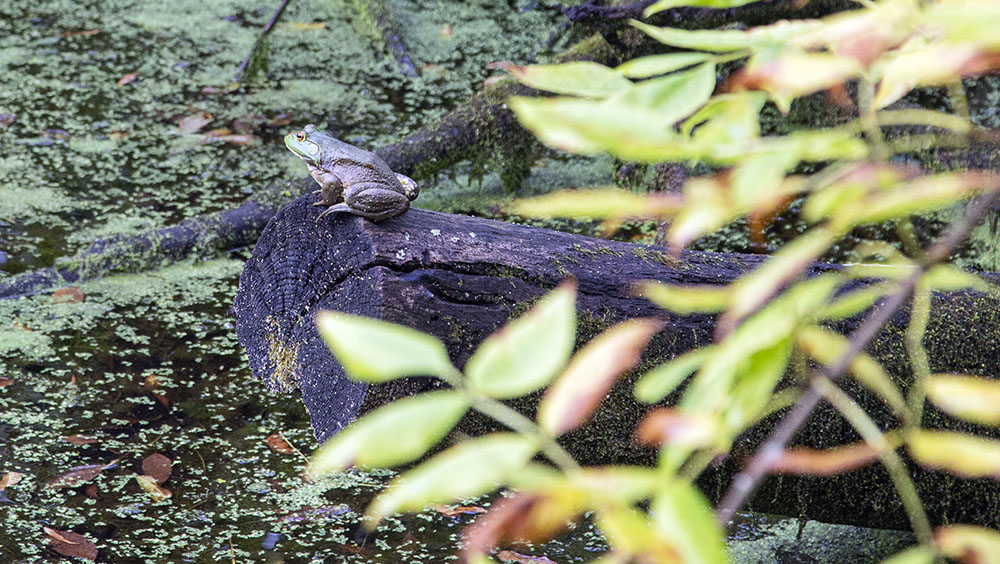 A green frong on a log at Turtle Pond, Schlitz Audubon Nature Center.