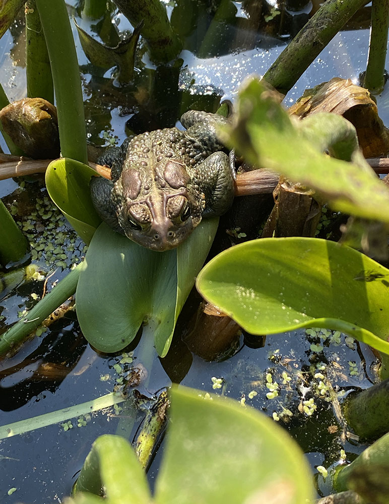 American toad at Molly's Pond, Schlitz Audubon Nature Center.