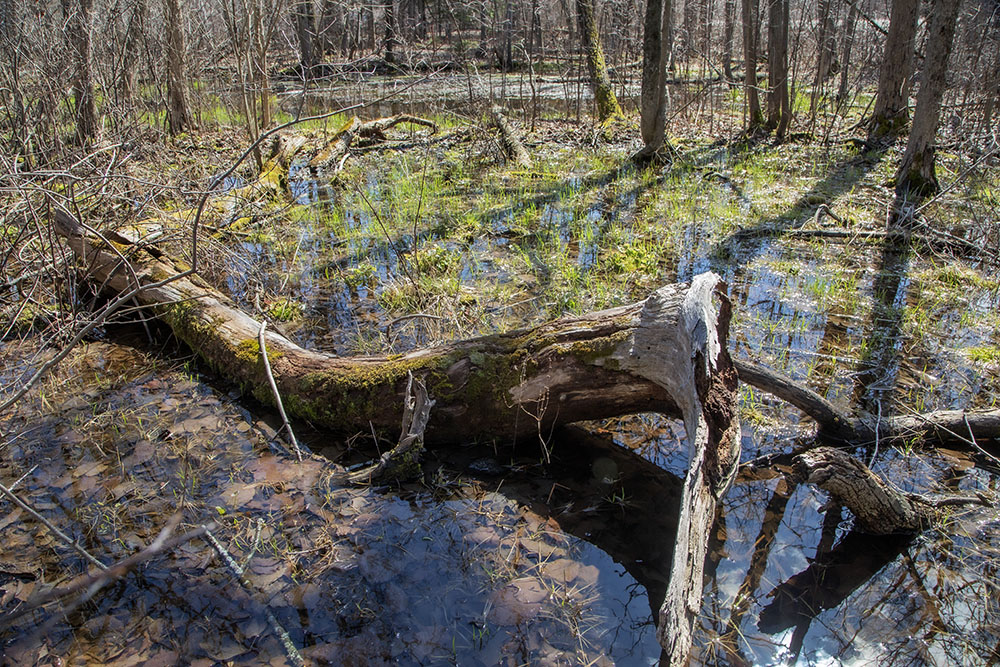 Salamander Pond, Schlitz Audubon Nature Center