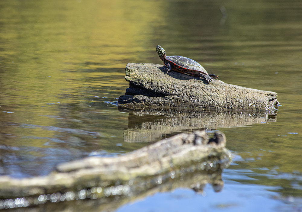 Removing the dam will improve aquatic and riparian habitats for many kinds of wildlife. A painted turtle on a log floating on the Root River. 