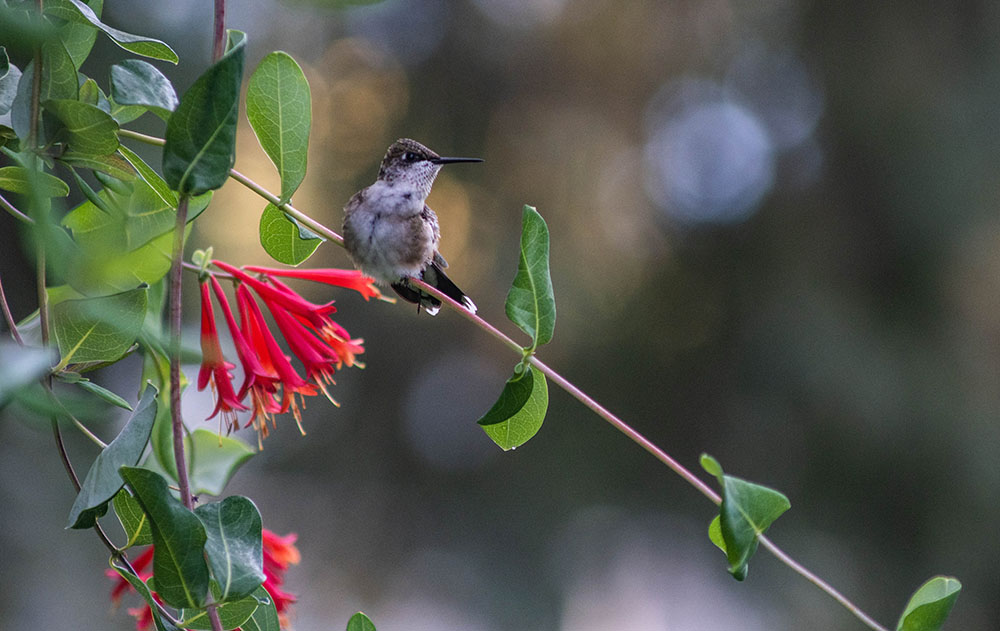 Ruby-throated hummingbirds love native honeysuckle.