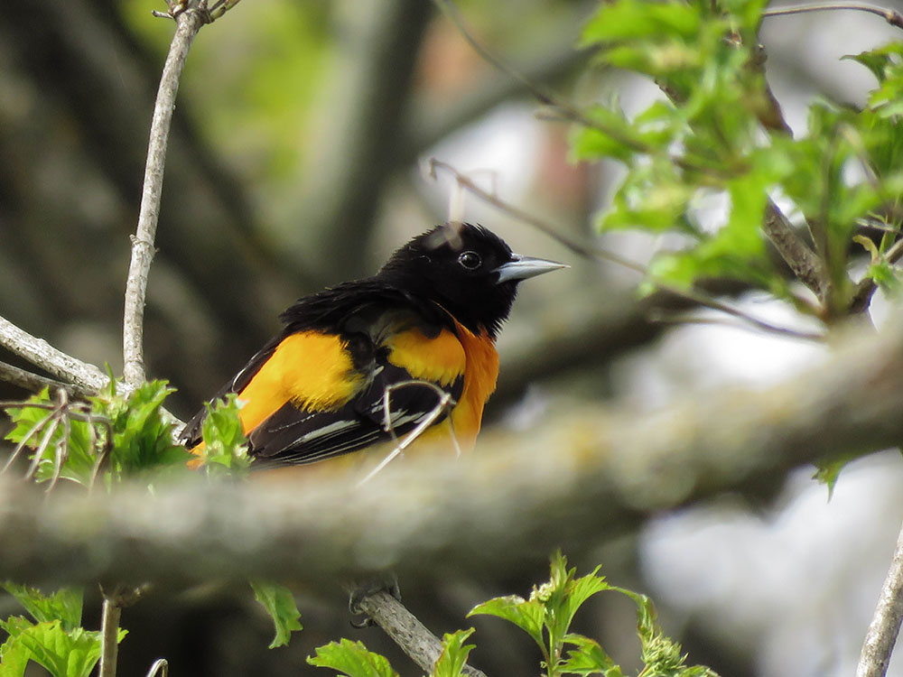 Spring brings the return of the Baltimore oriole.