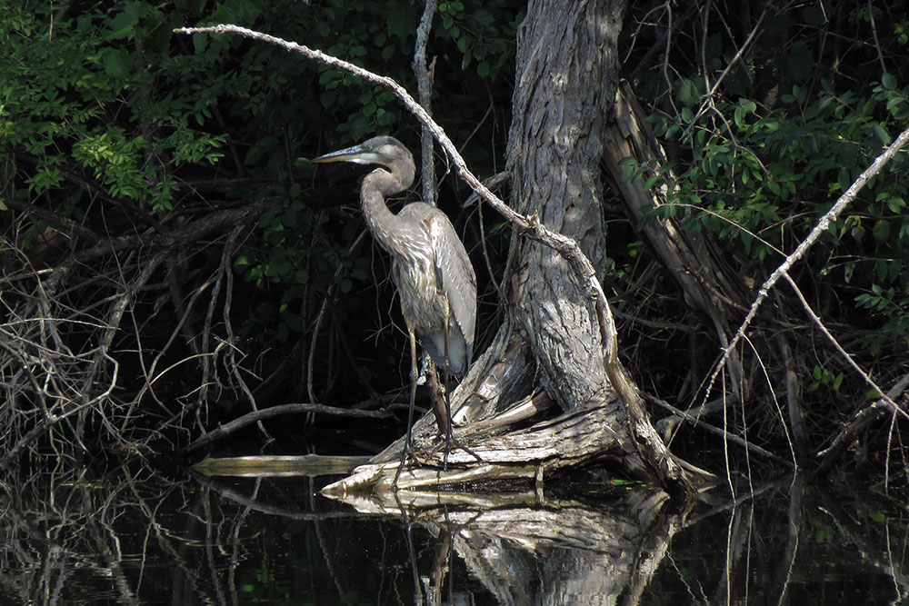 It's always exciting to spot a Great Blue Heron!