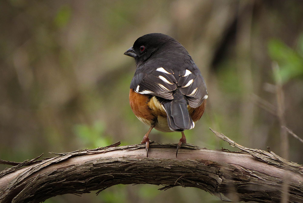 Eastern towhee.