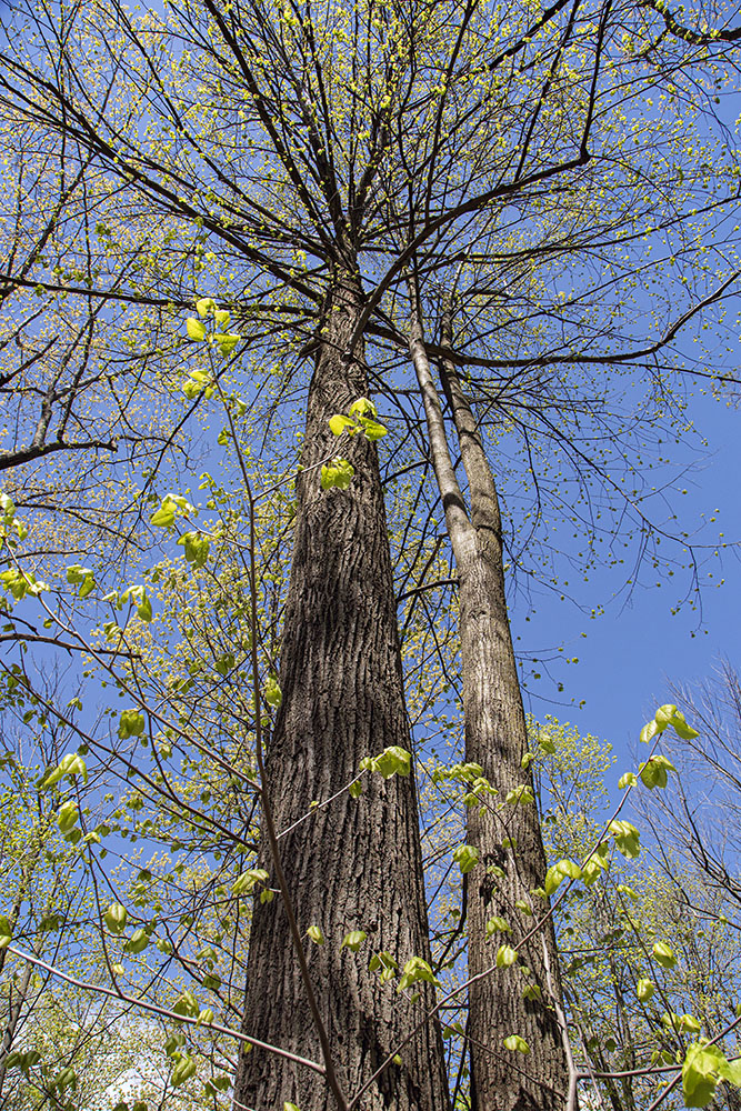 Basswood beginning to leaf out in early spring.