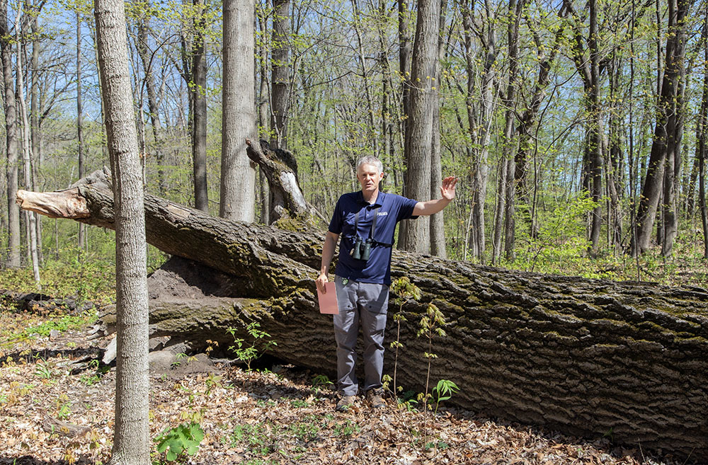 Russart explains the importance to forest ecology when fallen timbers open up a hole in the canopy.