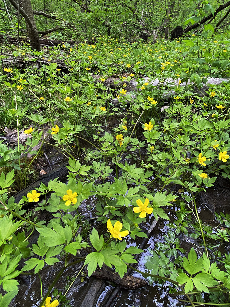 Bristly buttercups in bloom in a wetland.