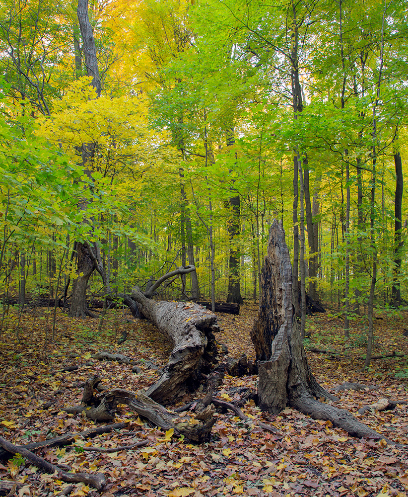 Sugar maples in autumn glory.