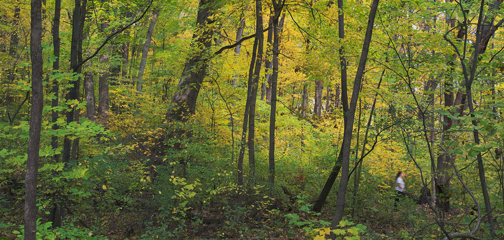 Cudahy Nature Woods old-growth forest in autumn