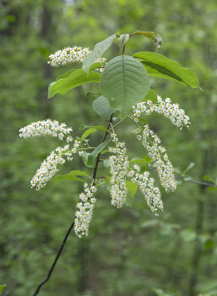 Choke cherry blossoms.