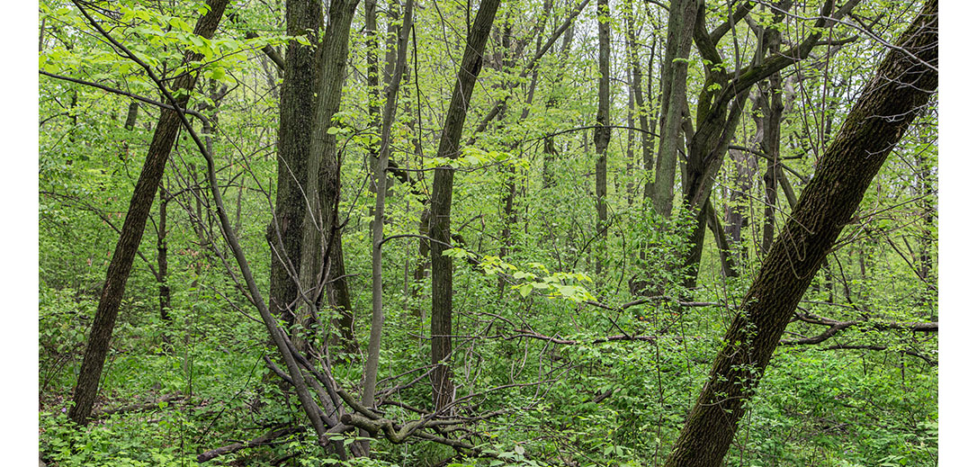 Downer Woods in Summer