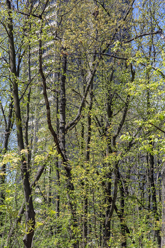 One of the Sandburg Dorms visible through budding foliage.