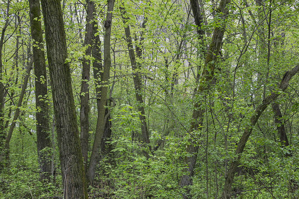 Summer foliage can lend the woods the appearance of deep forest.