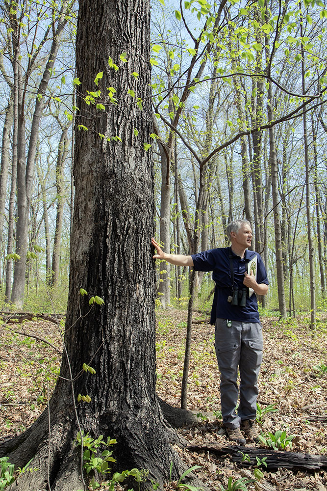 Russart with a mature sugar maple. The blackened bark, he explained, is caused by sooty mold, which feeds on sap that dripped from holes drilled in the bark by yellow bellied sapsuckers. 