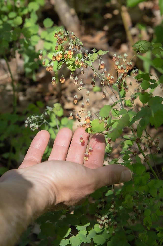 Early meadow rue flowers.