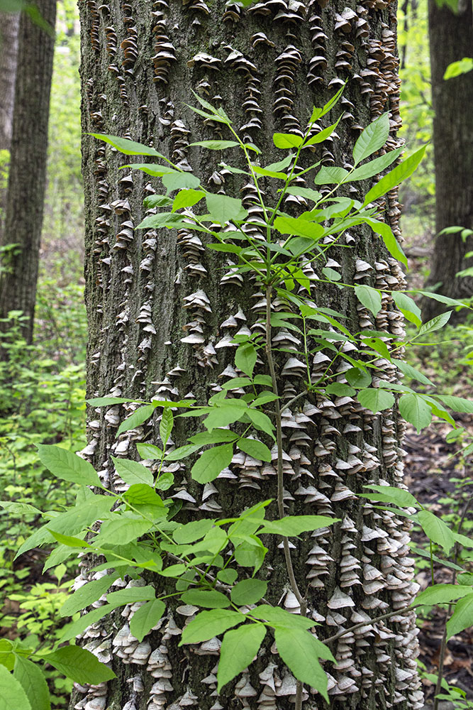 Mushrooms climb the trunk of a living tree.