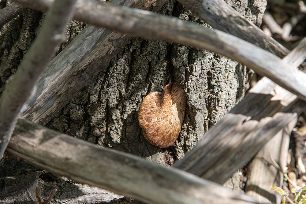 Cerioporus squamosus (dryad's saddle) on the trunk of a tree.