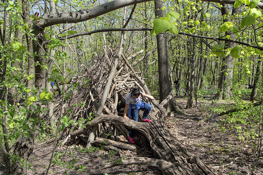 A youngster exploring a stick fort in the woods.