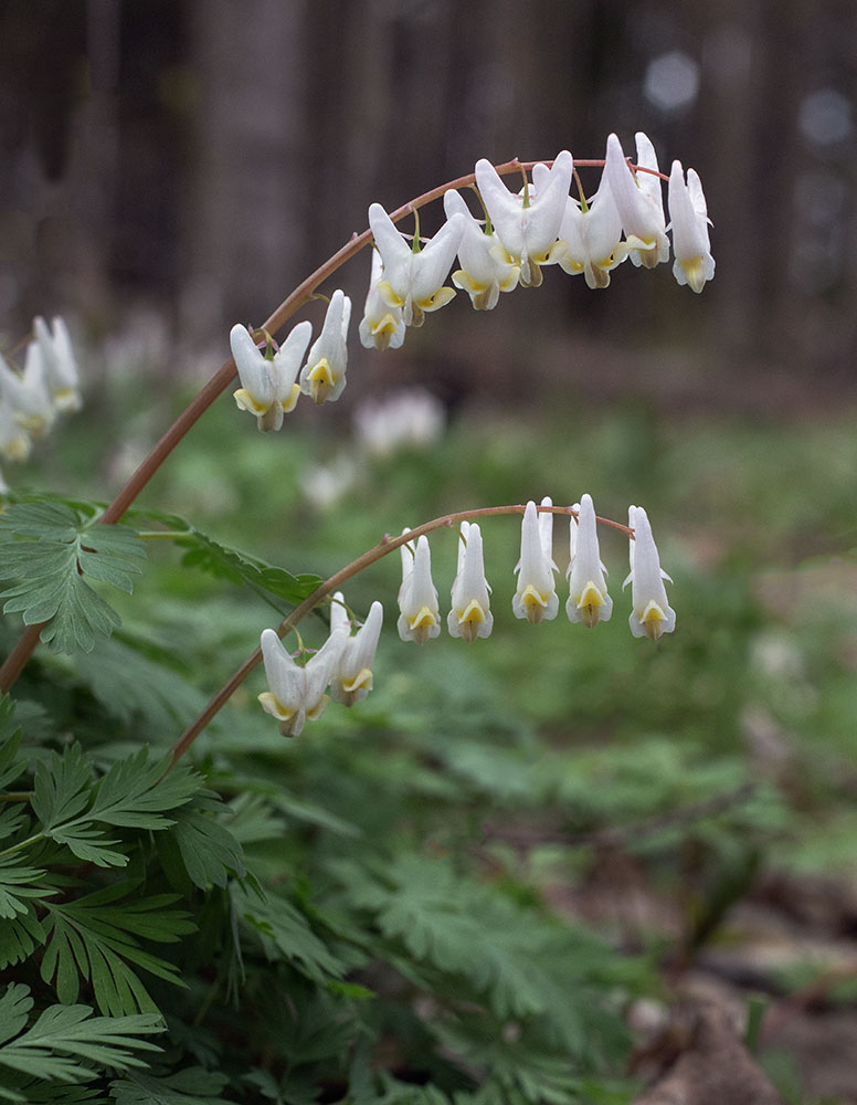 Dutchman's breeches blooming in Bratt Woods. 