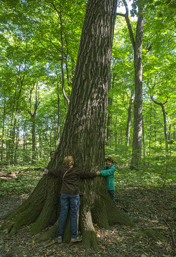 A trio of tree huggers around one of the larger red oaks.