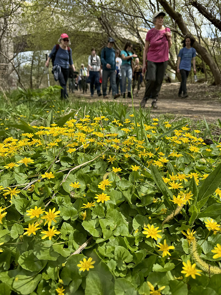 A patch of non-native lesser celandine along the East Bank Trail near North Avenue.