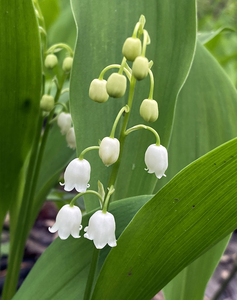 Lily of the Valley, a non-native species, in bloom.