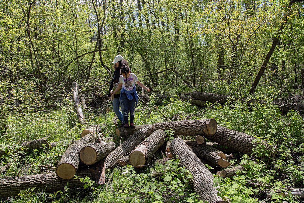 Mother and daughter frolic on cut timbers.