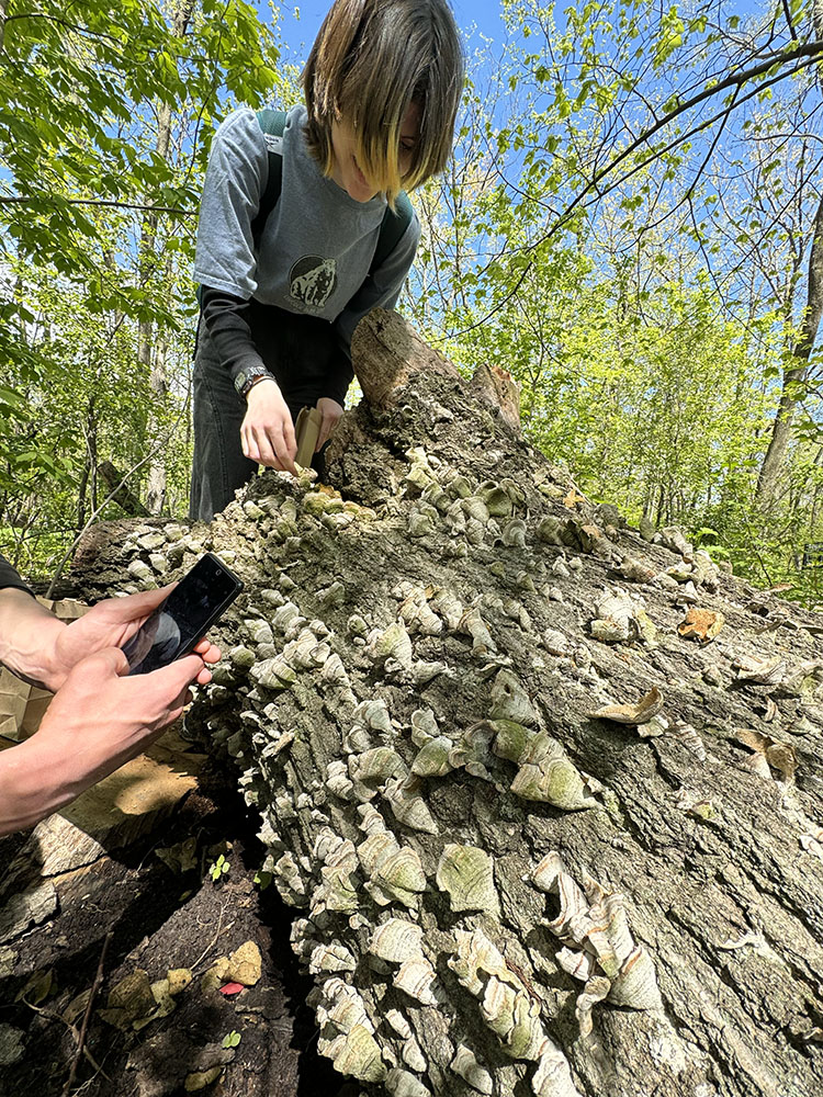 Mycological Society at UWM members try to identify some old mushrooms on a fallen tree.