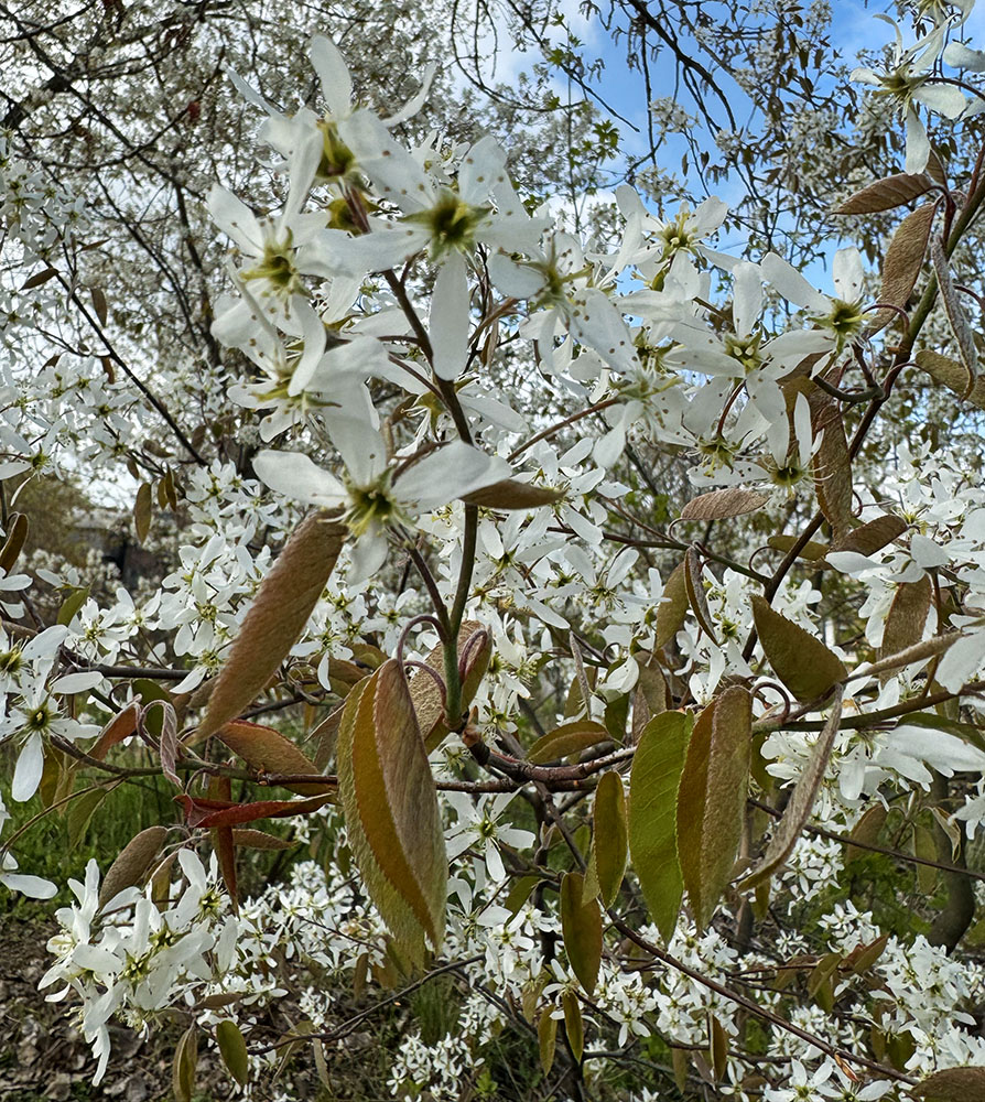 A flowering serviceberry tree outside the RRF headquarters in Turtle Park, the start of the hike.