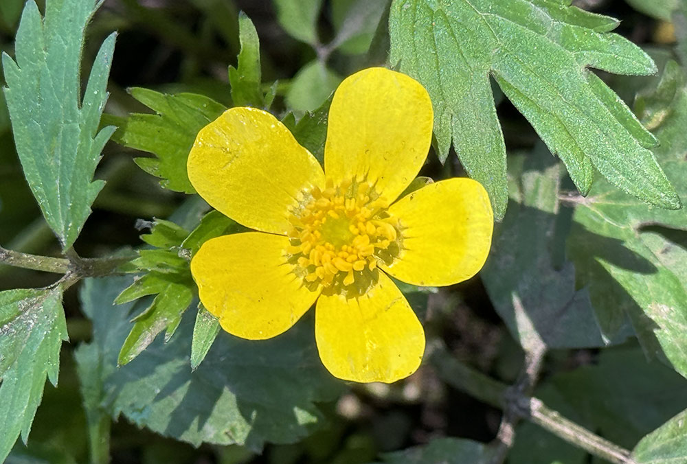 Swamp buttercup blossom up close and personal.