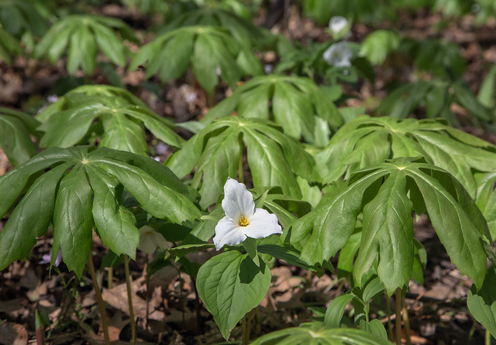 A white trillium nestled amongst mayapples.