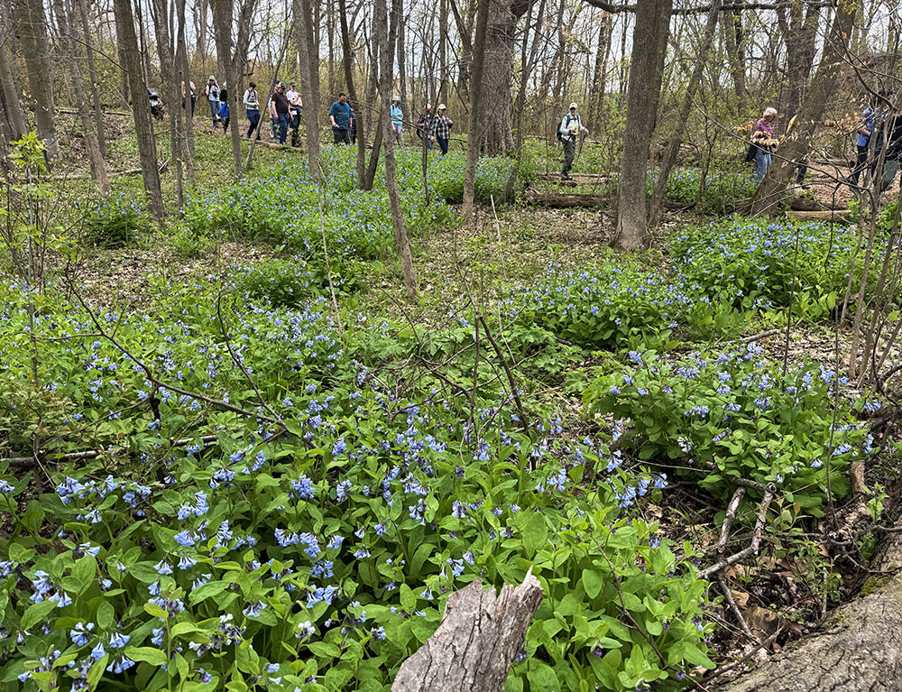 A prodigious patch of Virginia bluebells in Riverside Park, which was designed by Frederick Law Olmsted.