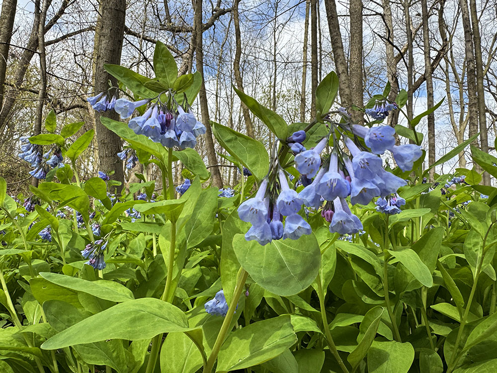 Bluebells up close and personal.