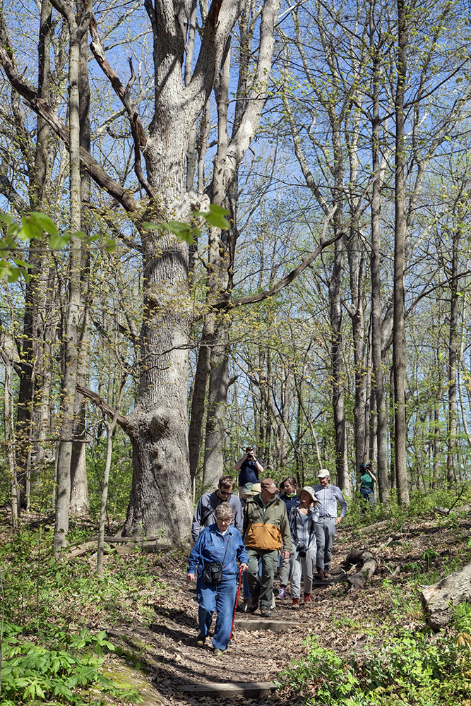 Touring the forest.