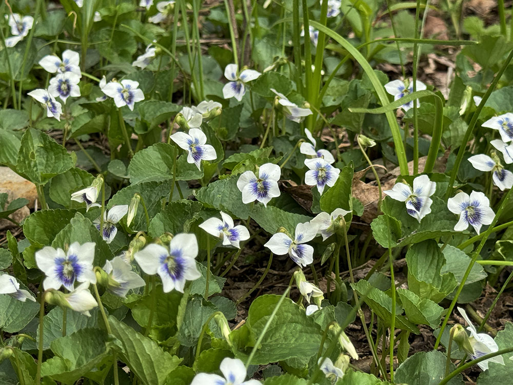 A small segment of a large patch of white violets in Gordon Park.