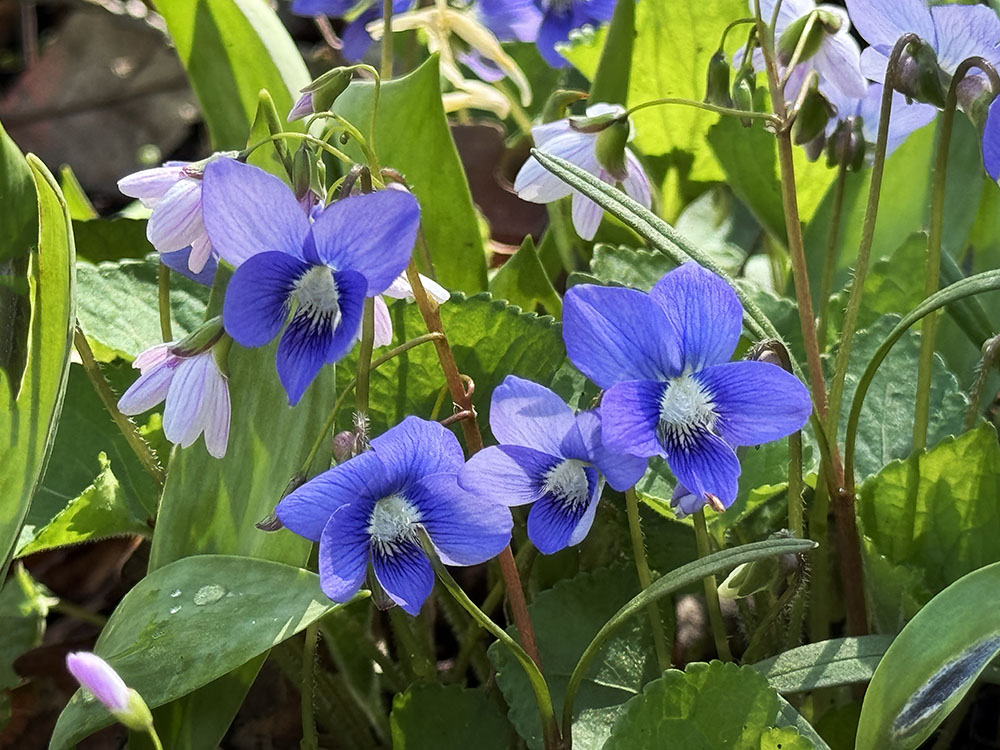 A quartet of wood violets backlit with morning light.