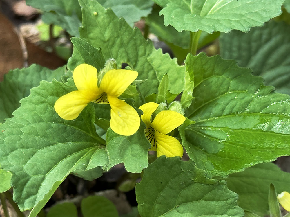 Yellow violets, a little rarer than their purple and white cousins, in Riverside Park.