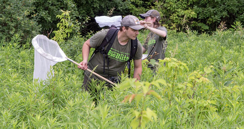 Two BioBlitz surveyors in a field with nets