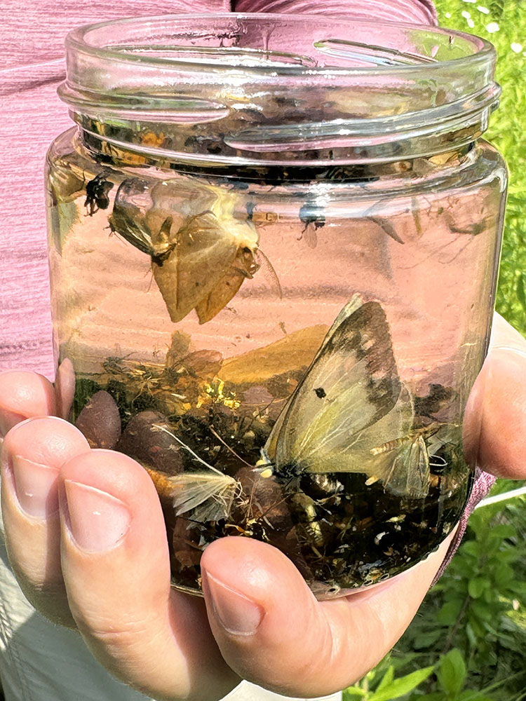 Diverse insects and other small creatures retrieved from the malaise trap.