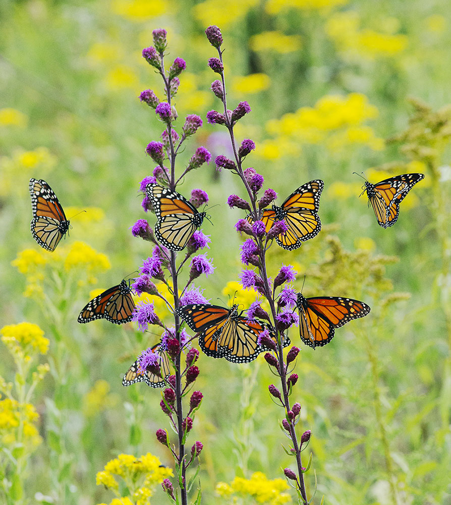 Monarch butterflies feeding on rough blazing star flowers on The Monarch Trail in Wauwatosa.