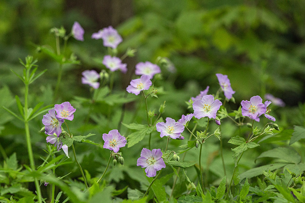 A chorus line of wild geranium blossoms.