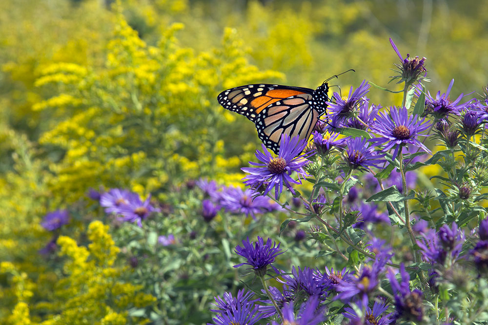 A monarch on purple asters, framed by yellow goldenrod! Milwaukee County Grounds.