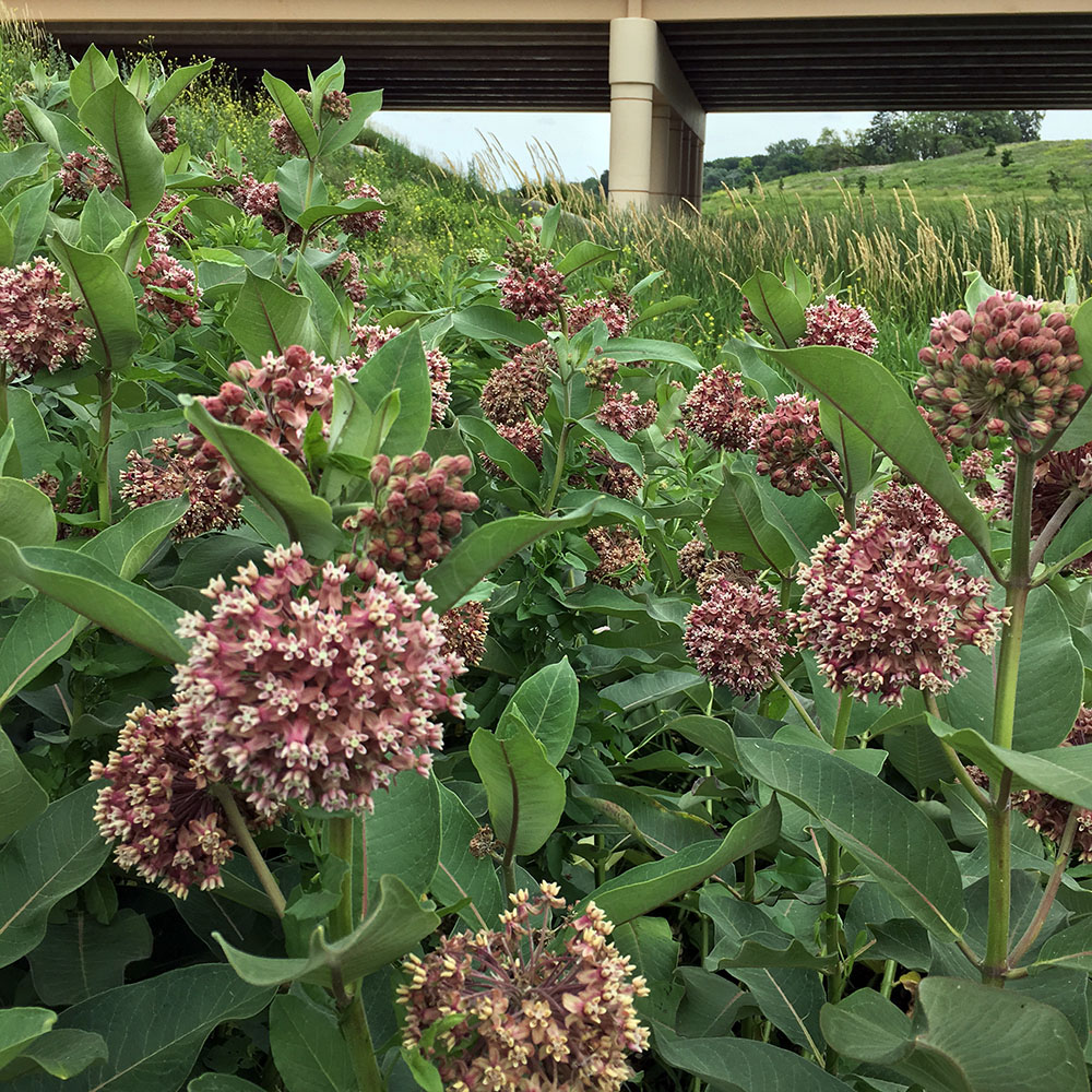 A large patch of common milkweed on the Milwaukee County Grounds.