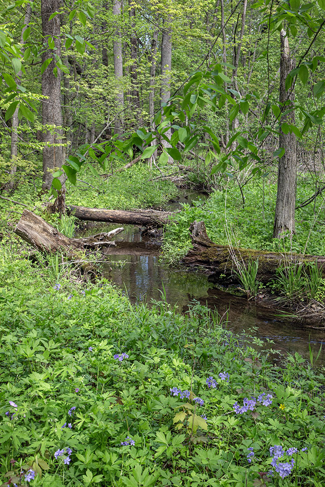 A small creek deep in the forest.