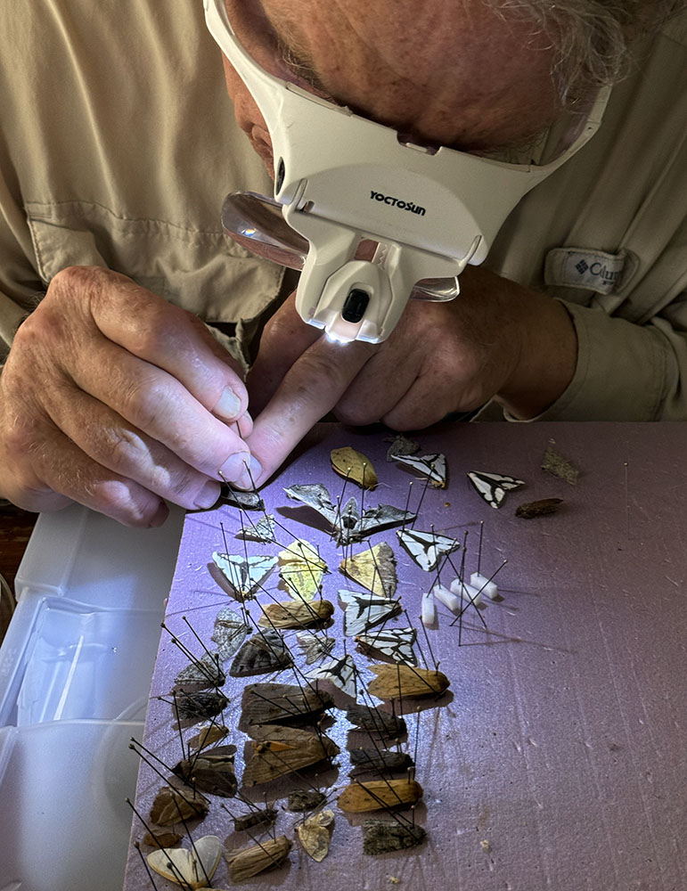 Insect collector Mark Evans "field pinning" moths for safe transport.