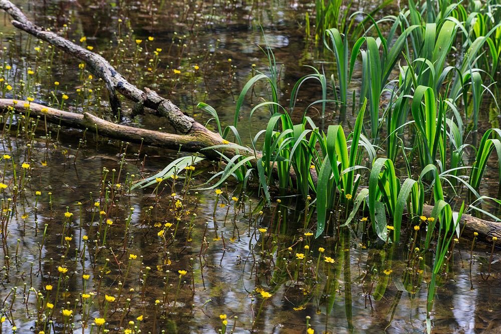 The buttercups and the pond are both ephemeral!