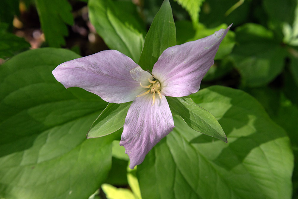 A white trillium, fading to pink with age.